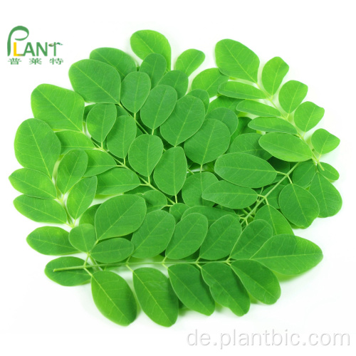 Moringa Blatt Pulver Großkapseln Bio